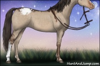 Horse Color:Liver Red Dun Appaloosa 