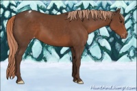 Horse Color:Liver Chestnut Appaloosa 