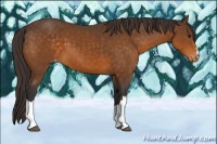 Horse Color:Buckskin Varnish 