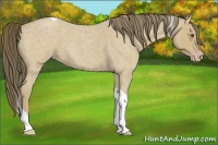 Horse Color:Classic Cream Champagne Roan Tobiano 