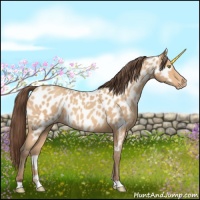 Horse Color:Amber Champagne Appaloosa 