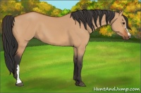 Horse Color:Bay Dun 