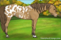 Horse Color:Buckskin Appaloosa 