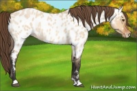 Horse Color:Bay Roan Dun Appaloosa 