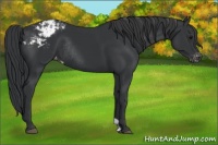Horse Color:Black Appaloosa Rabicano 