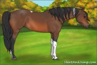Horse Color:Bay Tobiano 