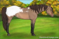 Horse Color:Bay Dun Appaloosa 
