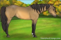 Horse Color:Buckskin 