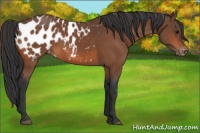 Horse Color:Bay Appaloosa 