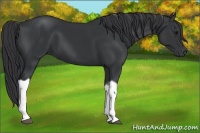 Horse Color:Black Tobiano 