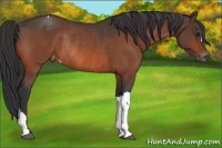 Horse Color:Bay Appaloosa Rabicano