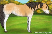 Horse Color:White Spotted Buckskin 