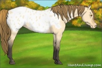 Horse Color:Buckskin Dun Appaloosa 