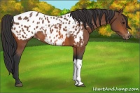 Horse Color:Bay Appaloosa