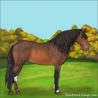 Horse Color:Bay Appaloosa 
