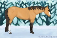 Horse Color:Buckskin Roan 