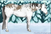 Horse Color:White Spotted Smoky Grullo Splash 