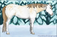 Horse Color:White Spotted Amber Cream Champagne Dun Splash Blanket