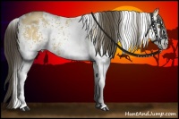 Horse Color:White Spotted Buckskin Dun 