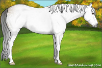 Horse Color:Gray White Spotted Buckskin Dun 
