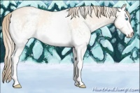 Horse Color:White Spotted Perlino Dun 