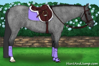 Horse Color:Blue Roan 