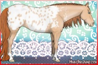 Horse Color:Buckskin Pearl Appaloosa Rabicano
