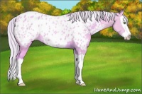 Horse Color:Watercolor Silver Amber Champagne Dun Splash Appaloosa 