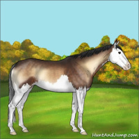 Horse Color:Brown Onyx Splash 