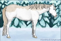 Horse Color:Smoky Creme Splash