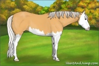 Horse Color:Silver Buckskin Splash 