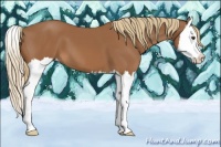 Horse Color:Chestnut Splash 