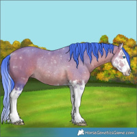 Horse Color:Watercolor Bay Splash Rabicano 