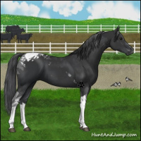 Horse Color:Black Tobiano 