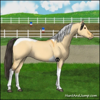 Horse Color:Buckskin Dun Tobiano 