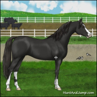 Horse Color:Liver Chestnut Sabino 