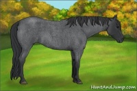 Horse Color:Blue Roan 