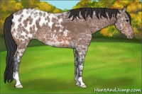 Horse Color:Bay Ice Appaloosa