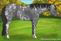 Horse Color:Black Ice Appaloosa 