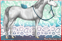 Horse Color:Gray White Spotted Buckskin Ice Dun Mushroom Sabino Appaloosa Rabicano