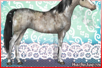 Horse Color:Gray White Spotted Brown Ice Dun Mushroom Brindle