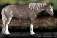 Horse Color:White Spotted Silver Black 