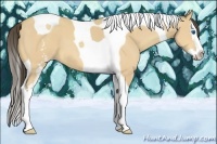 Horse Color:White Spotted Amber Cream Champagne Splash Tobiano 