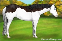 Horse Color:Bay Ice Splash 