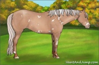 Horse Color:White Spotted Silver Sable Champagne Sabino 