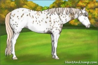 Horse Color:Palomino Ice Onyx Splash Frame Appaloosa Rabicano 