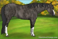 Horse Color:Grullo Ice 