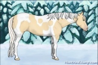 Horse Color:Silver Amber Cream Champagne Tobiano 