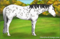 Horse Color:Grullo Ice Roan Sabino Splash Appaloosa 