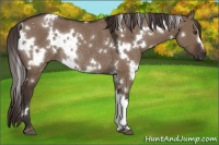 Horse Color:White Spotted Liver Red Dun Rabicano 